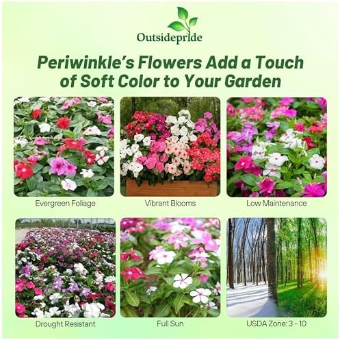 Outsidepride Mix Periwinkle Seeds for Planting – 2000 Pcs Annual, Fast-Blooming, Heat & Drought Tolerant Vinca Flower Seeds with Vibrant Colors Ideal for Gardens, Beds, Borders & Containers - Image 2