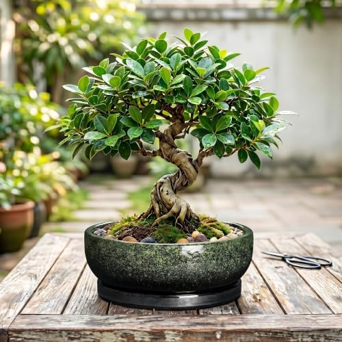 Bonsai Pots Ceramic, 10 Inch Succulent Planter, Speckle Green - Image 7