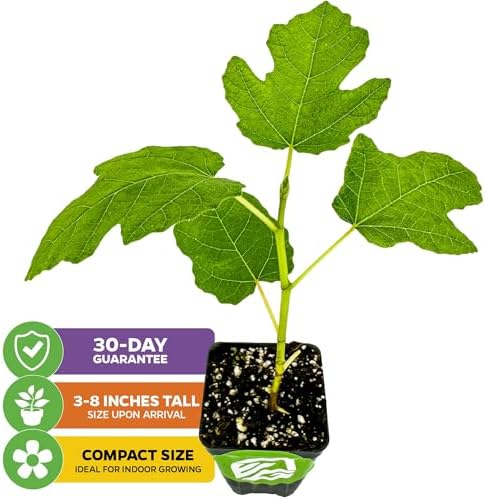 Fignomenal Dwarf Fig Live Plant - Ficus carica - Wellspring Gardens Starter Potted Plant for Indoor and Outdoor Home Decor, Gift Essential for House (2-Pack) - Image 2