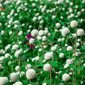 Outsidepride White Gomphrena Seeds - 2000 Pcs Annual, Heat & Drought Tolerant, Pollinator Friendly Globe Amaranth Seeds for Planting w/Vibrant Round Blooms for Beds, Borders, and Arrangements by Outsidepride