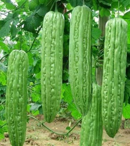 Bitter Melon Seeds (15 pcs) – Heirloom Bitter Gourd Vine Fast Climber Non-GMO - Image 7