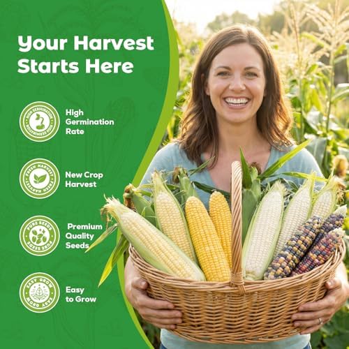 4 Corn Seeds Variety Pack - 200+ Heirloom Corn Seeds for Planting Outdoor, Includes Sweet Corn, Golden Bantam,Silver Queen & Glass Gem Corn, Perfect Home Garden Gift for Beginners, Mom, Her - Image 2