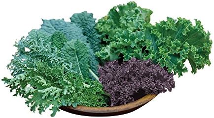 Burpee Kale Blend Kale Seeds 100 seeds by Burpee