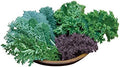 Burpee Kale Blend Kale Seeds 100 seeds by Burpee