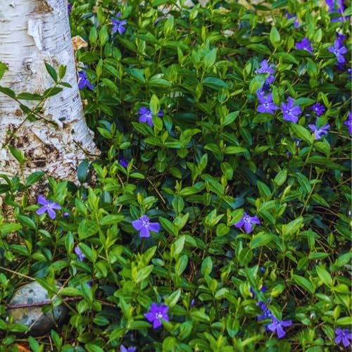 24 Vinca Periwinkle Plants, 6 Inch Tall, Ground Cover Flower Plant - Image 4