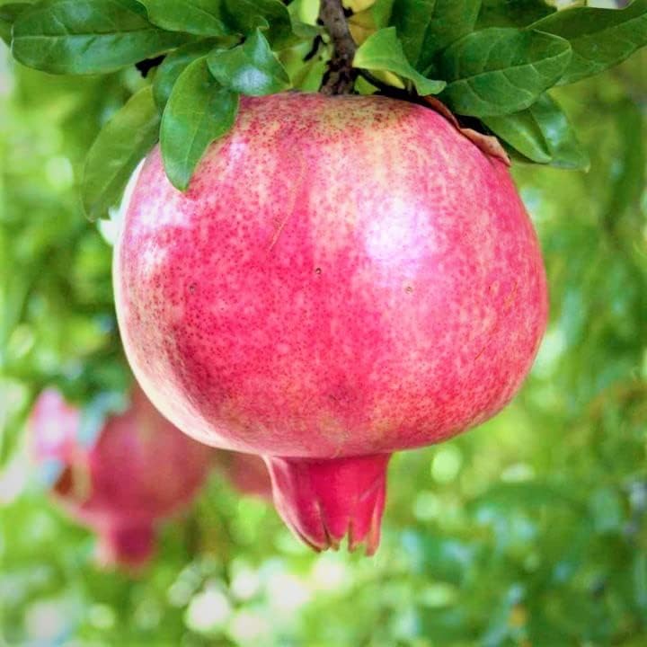 Wonderful Pomegranate Tree Live, Backyard Orchard Tree, 10-12 Inch Tall - Image 5