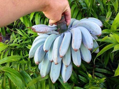 Ice Cream Banana Tree - 4 Live Starter Plants - Musa Acuminata Balbisiana - Edible Fruit Bearing Tree for The Patio and Garden - Image 3