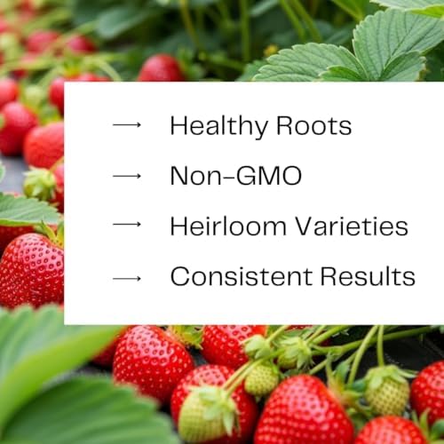 10 Rich Sweetness Strawberry Plants | Everbearing Live Berry Plants - Image 4