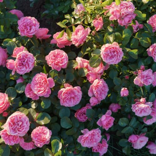 Pink Climbing Roses Live Plant 4-6" Tall in Medium Pot, Heirloom Climbing Rose Bush, Fragrant High-Yielding Perennial Flowering Vine for Trellis & Fence - Image 7