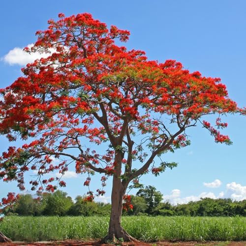 30 Royal Poinciana Tree Seeds, Delonix Regia Bonsai Tree Seeds, Exotic Ornamental Tree Seed for Garden, Landscaping & Bonsai Growing - Image 3