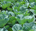 200+ Georgia Southern Collard Green Seeds for Planting - Heirloom Non-GMO by Axel%27s+Garden+Seeds