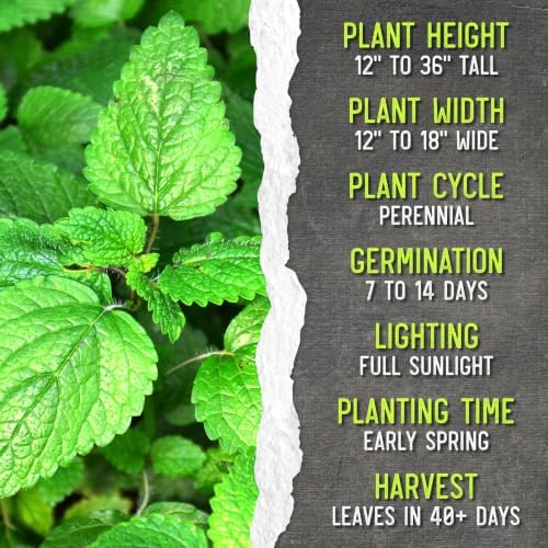 Seed Needs Lemon Balm Seeds to Plant an Herb Garden - 20 Packs - Image 7