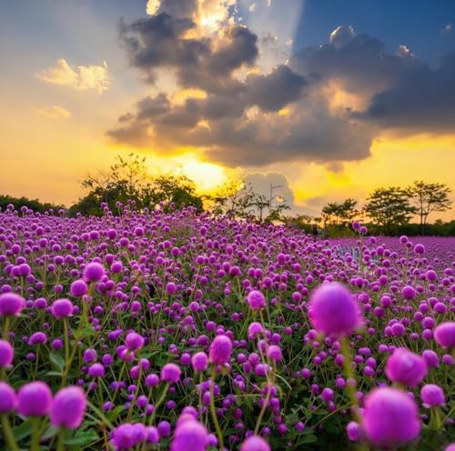 Mixed Globe Amaranth Seeds - 300 Pcs Annual, Heat & Drought Tolerant, Pollinator Friendly | Vibrant Pom Pom Blooms for Beds, Borders, Cut Flowers & Dried Arrangements, Non-GMO Heirloom - Image 4