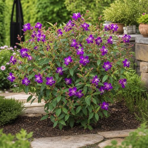 Tibouchina Dwarf Princess | 10 Live Plants | Tibouchina Urvilleana | Purple Blooms, Flowering Shrub, Tropical Evergreen, Patio Accent, Low Maintenance, Fast Growing, Garden Landscaping - Image 2