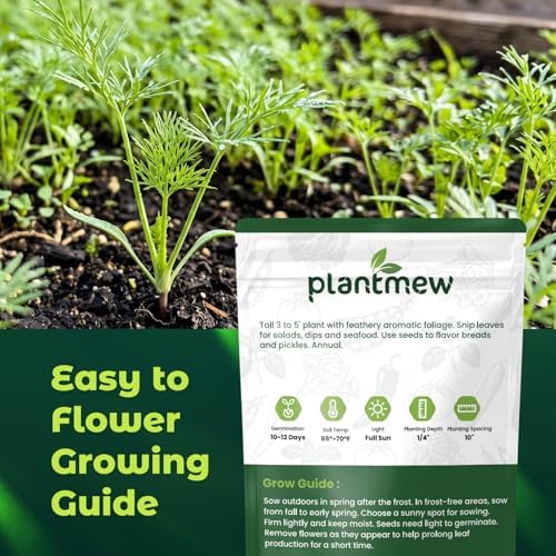 1200 Bouquet Dill Seeds for Planting Indoors & Outdoors - Premium Non-GMO Culinary Herb Seeds for Pickling, High Germination Fast Growing - Image 3