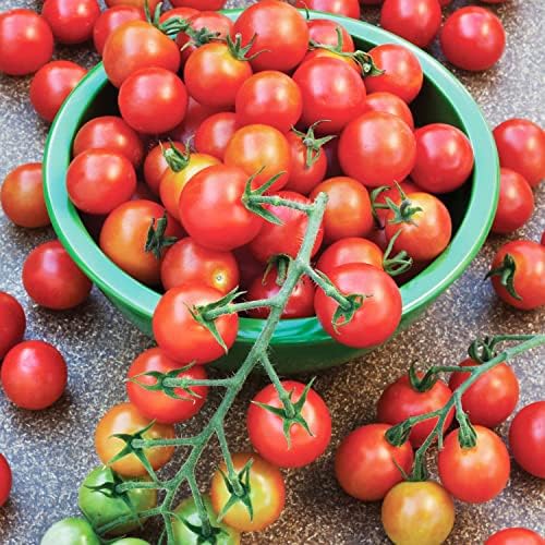 Bonnie Plants Super Sweet 100 Cherry Tomato, Live Plants, 19.3 oz (4-Pack) - Image 2