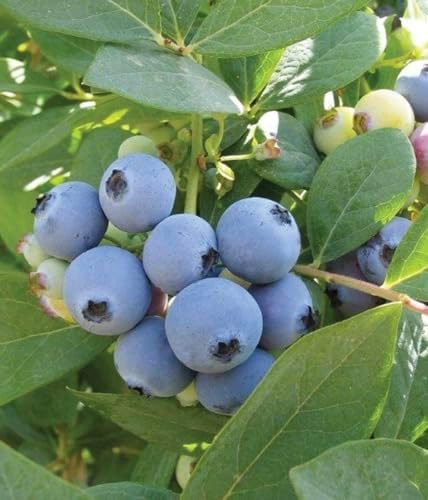 Jewel Blueberry Plants (2-Pack) - Live Berry Bush 5-8" - Container or Garden Growing - Large Sweet Berries - Hardy Zones 4-8 - Image 7
