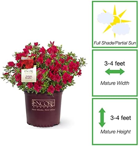 Perfect Plants Autumn Bonfire Encore Azalea, 3 Gallon, Live Plant - Image 2