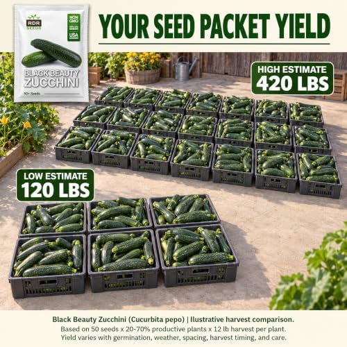 50 Black Beauty Zucchini Seeds for Planting – Heirloom, Non-GMO, USA Grown – Summer Squash (Cucurbita Pepo) – by RDR Seeds - Image 2