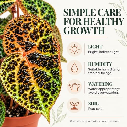 Begonia Ferox Live Houseplant - Rare Spiked Fierce Rooted Starter Plant - Image 3