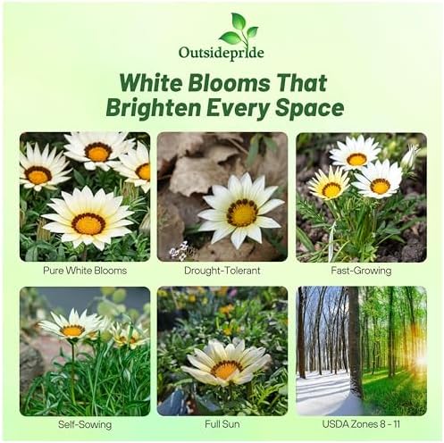 Outsidepride New Day White Gazania Seeds for Planting – 25 Pcs Perennial, Low-Maintenance, Drought-Tolerant Ground Cover Seeds for Vibrant Summer & Fall Flowers, Great for Outdoor Gardens - Image 2