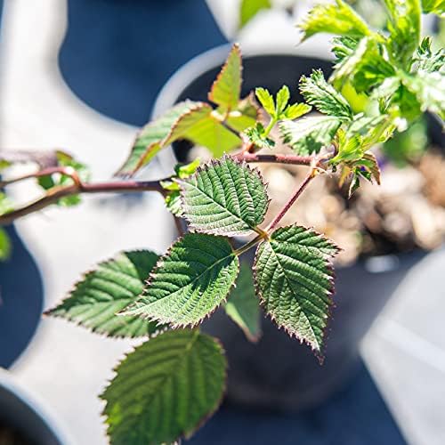 PERFECT PLANTS Perfect Plants Arapaho BlackBerry Bush 3 Gallon | Live Fruit Trees for Outdoor Planting | Self Fertile Blackberries & Thornless for Easy Picking | Sweet & Healthy Black Berries - Image 5