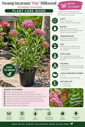 American Plant Exchange Live Swamp Incarnata Pink Milkweed - 6-Inch Pot - Image 4