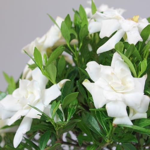 Brussel's Bonsai - Small Gardenia Live Bonsai Tree, Potted Outdoor Plant - Image 3