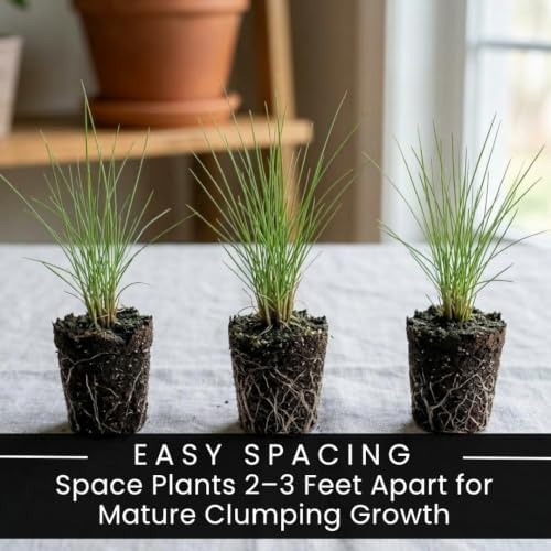 5 Pink Muhly Grass Live Plant Plugs | Native Ornamental Grass for Full Sun - Image 6