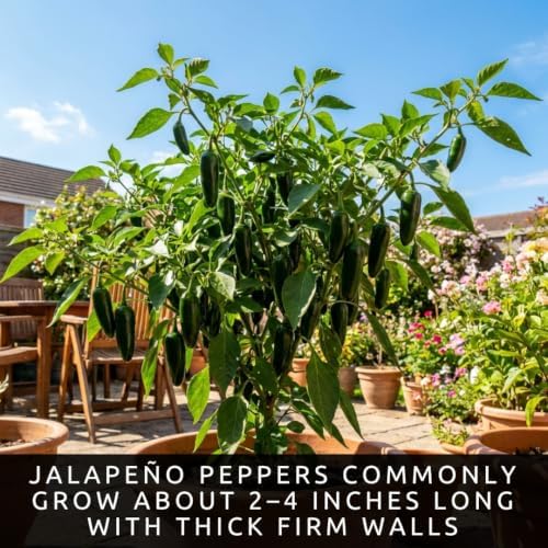 100 Jalapeno Pepper Seeds | Hot Peppers | Vegetable Seeds for Planting - Image 4