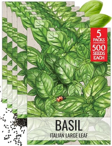 Seed Needs Italian Large Leaf Basil Seeds to Plant an Herb Garden - 5 Packs by SeedNeeds