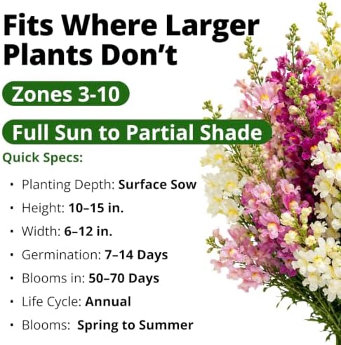 HOME GROWN Fairy Snapdragon Seeds, 14,000 Seeds, Linaria maroccana - Image 3