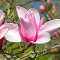 Jane Magnolia Tree Live Plant, 6-12" Tall, 2.5" Pot, Fragrant Pink Flowers by PlantsSeedsBulbs