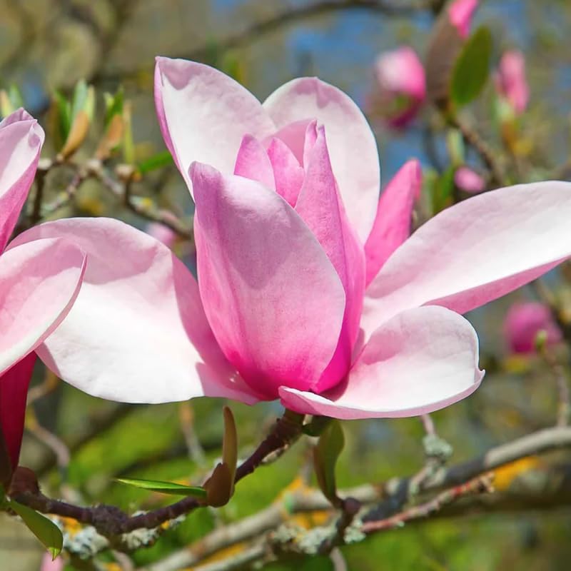 Jane Magnolia Tree Live Plant, 6-12" Tall, 2.5" Pot, Fragrant Pink Flowers by PlantsSeedsBulbs