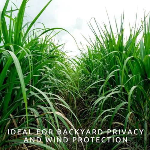 1,000 Privacy Grass Seeds for Planting - Skyscraper/Elephant Grass - Fast Growing Tall Ornamental Greens Up to 10 Feet - Dense Natural Privacy Screen - Easy to Grow (Approx 1,000 Seeds) - Image 5