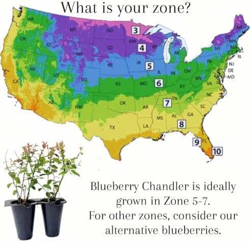 Pink Lemonade Blueberry (Chandler) - Image 3