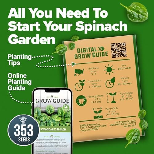 HOME GROWN Bloomsdale Spinach Seeds, 353+ Seeds, Spinacia oleracea - Image 7