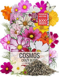 Seed Needs Flower Seeds Cosmos Original Crazy Blend 10+ Varieties Bulk Pack by SeedNeeds