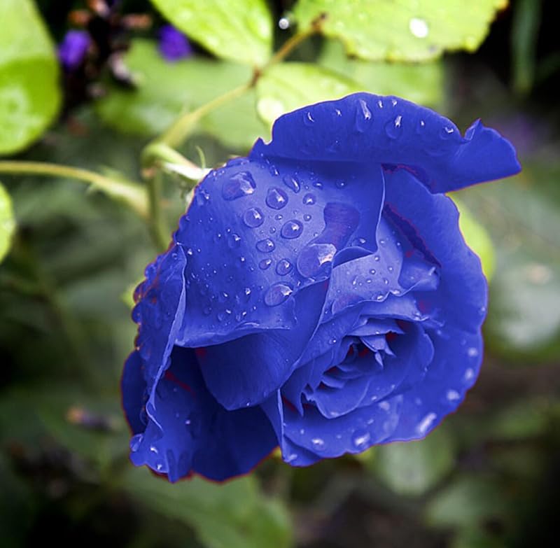 50+ Climbing Rose Seeds Flowers Vine Garden Planting - Image 3