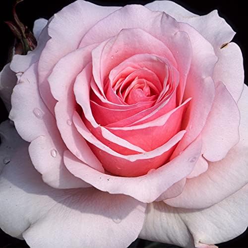 Heirloom Hardy Roses, Live Own Root Plant, Hawkeye Belle - Image 2