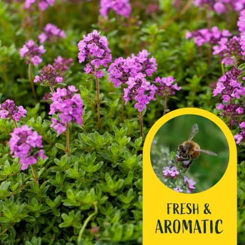 12 Red Creeping Thyme in 2.5" Cubes | Live Fragrant Evergreen Groundcover with Bright Purple-Pink Bloom | Low-Growing Perennial Herb for Containers, Pathways & Landscaping (Thymus praecox ‘Coccineus’) - Image 3