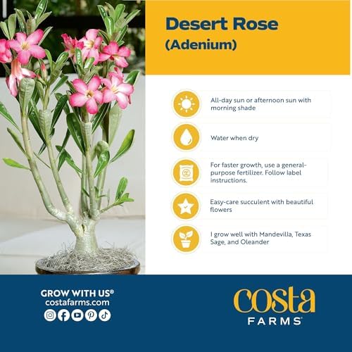 Costa Farms Succulents, Live Indoor Plant, Easy Care, Home Decor - Image 4