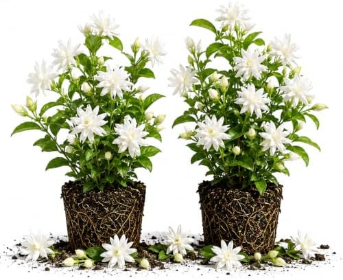 Belle Arabian Jasmine Plant, Indoor Outdoor Flower Plant, 4-9 Inches by TANKDA
