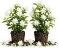 Belle Arabian Jasmine Plant, Indoor Outdoor Flower Plant, 4-9 Inches by TANKDA