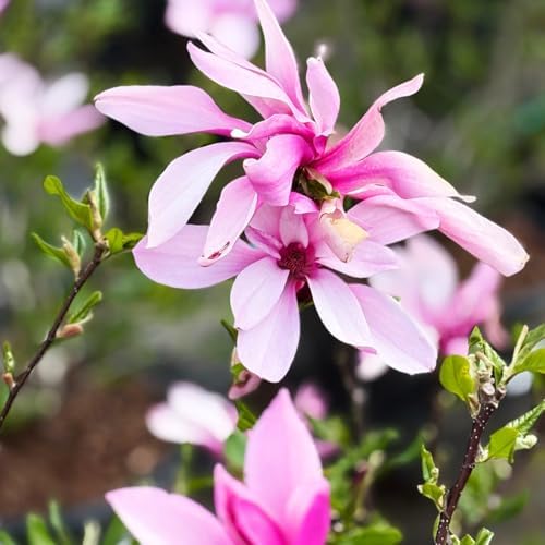 Ann Magnolia Tree Plant Live, Ornamental Tree, 6-12 Inch Tall, 2.5 Inch Pot - Image 3