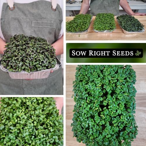 Sow Right Seeds- Superfood Microgreens Seed Collection for Planting Indoors - Image 4
