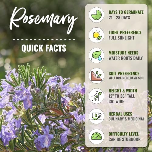Seed Needs Rosemary Seeds to Plant Non-GMO Heirloom Culinary Herbs XL Pack - Image 4
