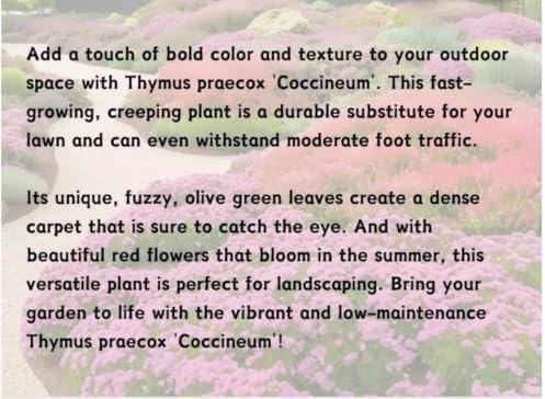 Creeping Thyme - Live Plant in 3.5" Pot - Image 5