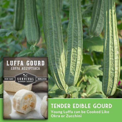 Luffa Gourd Seeds for Planting - Survival Garden Seeds (3 Pack) - Image 4