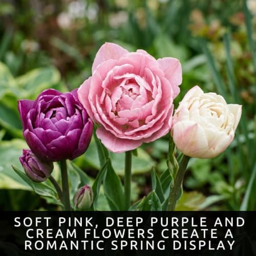 50 Romantic Double Tulip Mix Bulbs – Pink Purple Cream for Large Beds - Image 2